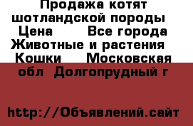 Продажа котят шотландской породы › Цена ­ - - Все города Животные и растения » Кошки   . Московская обл.,Долгопрудный г.